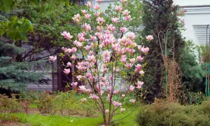 Kwiaty magnolii zachwycają, pokazując, jak szybko rośnie magnolia. Wiosenny ogród pełen różowych pąków.