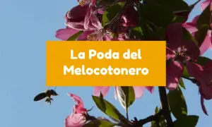 Abeja volando cerca de flores rosadas de melocotonero. El texto dice "La Poda del Melocotonero".