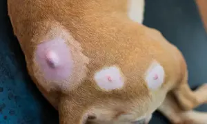 Hund mit Hautveränderungen, mögliche Anzeichen für Krebs im Endstadium. Ein großer, geschwollener Knoten ist sichtbar.
