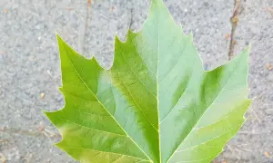 Grünes Blatt mit Zackenrand. Ein Blatt, das den Unterschied zwischen Platane und Ahorn zeigt.