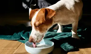 Ein braun-weißer Hund trinkt genüsslich Buttermilch aus einer blauen Schüssel auf einer grünen Decke.