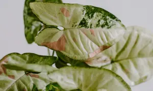 Liście syngonium odmiany 'Mojito' z zielonymi i różowymi plamkami, tworzące mozaikowy wzór.