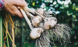 Dłoń trzyma świeżo wykopany czosnek zimowy z korzeniami. Zbiory z własnego ogródka.