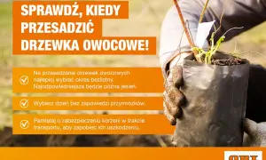 Sprawdź, kiedy przesadzić drzewka owocowe. Najlepsza pora to późna jesień, bez przymrozków.