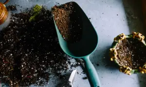 Łopatka z ziemią, nożyczki i doniczka z żabkami.