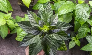 En hand håller en mörkbladig chiliplanta, redo att chili odla. Flera andra plantor syns i bakgrunden.