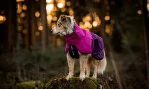Ein Hund im bunten Mantel steht im Wald. Der Wind weht ihm durchs Fell, während er aufmerksam in die Ferne blickt.