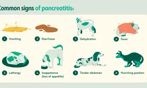 Common signs of pancreatitis in dogs include vomiting, diarrhea, dehydration, fever, lethargy, inappetence, tender abdomen, and hunching.