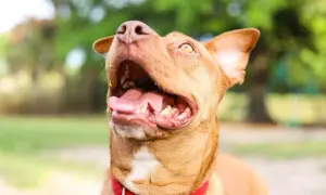 Radosny pies rasy APBT Red Nose z otwartym pyskiem i językiem na zewnątrz, w czerwonej obroży, na tle zieleni.