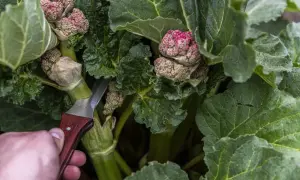 En hand med kniv skär i rabarberplantans blomställningar. Efter midsommar kan rabarber bli giftiga, så det är dags att skörda stjälkarna.