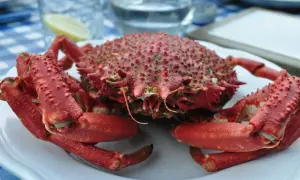 Araignée de mer rouge, prête à être dégustée, sur une assiette blanche. Un délice de la periode araignée de mer.