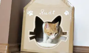 Kartonowy domek dla kota: Zrób to sam! Prosty poradnik DIY
