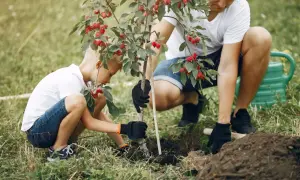 Tata i syn sadzą drzewko. Idealny czas, kiedy sadzić czereśnie, to wiosna lub jesień.