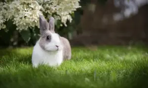 Jaka karma dla królika? Odkryj, co zapewni zdrowie i szczęście
