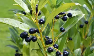 Dunkle Beeren am portugiesischen Kirschlorbeer, der giftig ist. Die glänzenden Blätter sind frisch und grün.