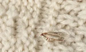Mały motyl żeruje na wełnianym swetrze. To mole w ubraniach, które mogą zniszczyć Twoje ulubione rzeczy.