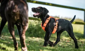 Ein schwarzer Welpe mit einem leuchtend orangen Hundegeschirr spielt im Gras. Verschiedene Hundegeschirr Arten sind für jeden Anlass erhältlich.