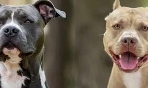 Dwa psy, amstaff i pitbull, patrzą w obiektyw. Jeden jest szary z białymi znaczeniami, drugi beżowy.