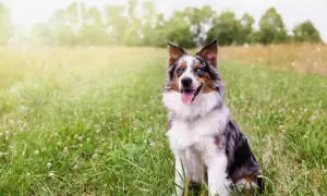 Ein bunter Australian Shepherd sitzt im Gras. Seine Augen sind unterschiedlich gefärbt, was seine Geschwindigkeit und Agilität unterstreicht.