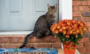A tabby cat sits on a brick ledge next to a pot of mums. While mums are not daisies, it's good to know daisies are toxic to cats.