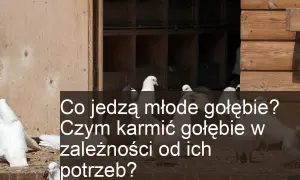 Co jedzą małe gołębie? Kluczowe składniki diety piskląt