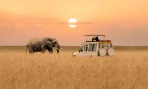 Ein Elefant und ein Safari-Jeep im goldenen Gras bei Sonnenuntergang. Ein friedlicher Moment in einem der sichersten afrikanischen Länder für Tierbeobachtungen.