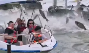Menschen auf einem Boot sind überrascht, als viele Fische aus dem Wasser springen. Warum springen Karpfen? Vielleicht sind sie aufgeregt!