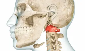 Der menschliche Schädel mit hervorgehobenem Atlaswirbel, dem ersten Halswirbel, der das Gewicht des Kopfes trägt.