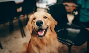 Uśmiechnięty golden retriever, który z pewnością ucieszyłby się, gdyby dowiedział się, czy pies może jeść kaszę gryczaną.