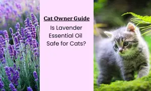 Cat Owner Guide: Is lavender essential oil safe for cats? Image shows lavender and a kitten.