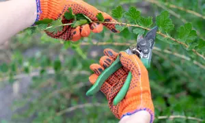 Hände in orangen Handschuhen schneiden mit einer Gartenschere einen Ast mit grünen Blättern. Die Vorbereitung für das Stachelbeeren schneiden beginnt.
