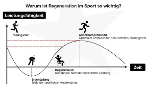 Grafik zeigt den Zyklus von Trainingsreiz, Erschöpfung und Regeneration. Nach der Erschöpfung folgt die Regeneration, die zur Superkompensation führt, dem optimalen Zeitpunkt für den nächsten Trainingsreiz.