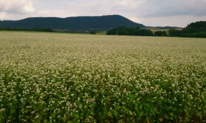 Pole kwitnącej gryki, z pagórkami i lasem w tle. Widać, jak rośnie kasza gryczana, tworząc biały dywan.