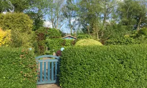 Ein blauer Gartenzaun mit einem Tor führt zu einem üppigen Garten, in dem dicht geschnittene Hecken aus Liguster oder Hainbuche dominieren.