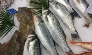 Poissons de mer frais sur glace : bars argentés, soles tachetées et rougets. Une sélection variée pour connaître les noms des poissons de mer.