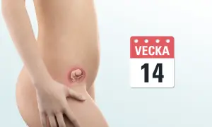 Gravidmage vecka 14 med en illustration av fostret. Kalendern visar tydligt att det är vecka 14.
