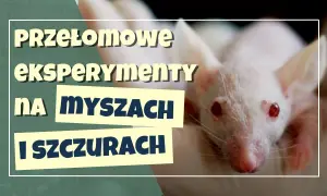 Eksperyment z myszami: Czy mysia utopia Calhouna to nasza przyszłość?