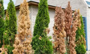 Reihe von Lebensbäumen, einige sind grün, andere sind braun. Eine **Thuja wird braun**, was auf Trockenheit oder Krankheit hindeutet.