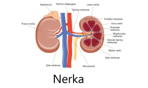 Anatomia nerki: prawa nerka jest nieco niżej niż lewa, nad nią znajduje się nadnercze. Widoczne tętnice i żyły nerkowe.