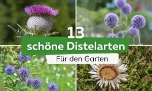 Vier Bilder zeigen verschiedene schöne Distelarten für den Garten: eine große violette Distel, kugelige blaue Blüten und eine weiße Distel.