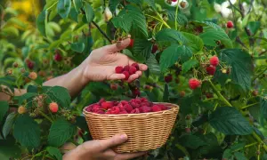 Zbieranie malin do koszyka. Kiedy sadzić maliny? Najlepiej wiosną lub jesienią, by cieszyć się owocami latem.