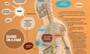 Schéma expliquant la sensation de faim : l'hypothalamus, la ghréline, la leptine et le circuit de la récompense sont impliqués.