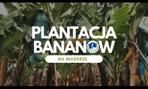 Gdzie rosną banany? Odwiedź plantacje na Kanarach i Maderze!