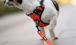 Pies ciągnie na smyczy? Wybierz bezpieczną obrożę/szelki