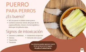 ¡Cuidado! Los gatos pueden comer puerro, pero los perros no. El puerro es tóxico para ellos, atacando sus glóbulos rojos.