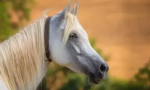 Piękny koń o jasnej grzywie i eleganckim profilu, uosobienie czystej krwi arabskiej.