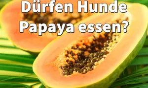 Zwei Hälften einer Papaya liegen auf grünen Blättern. Die Frage "Dürfen Hunde Papaya essen?" ist darüber geschrieben.