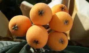 Un racimo de nísperos anaranjados y peludos, listos para ser disfrutados por sus propiedades.