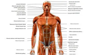 Músculos del cuerpo humano: Tu guía experta para fuerza y salud
