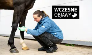 Weterynarz bada nogę konia, szukając wczesnych objawów kulawizny.